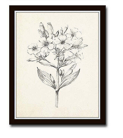 Vintage Botanical Sketch Prints — view 1