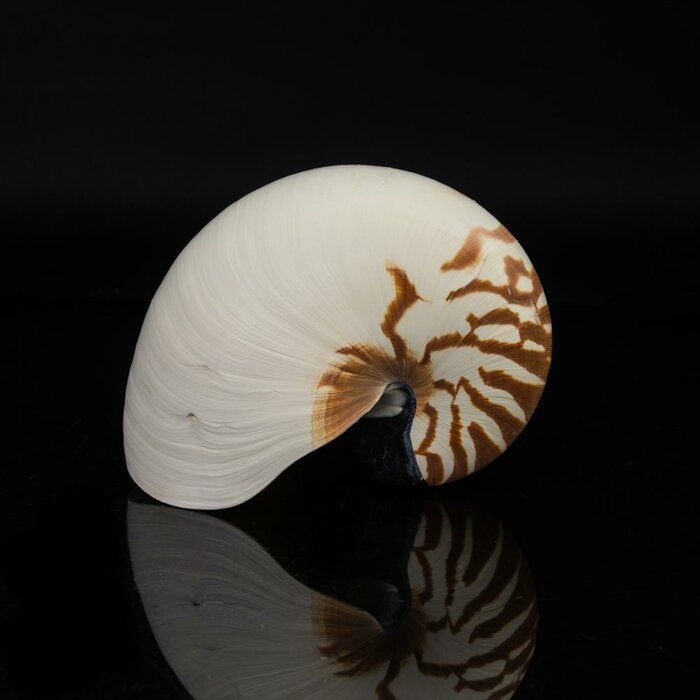 Genuine Nautilis Shell — view 1