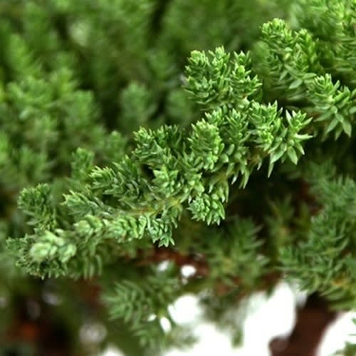Rock Juniper thumbnail 2