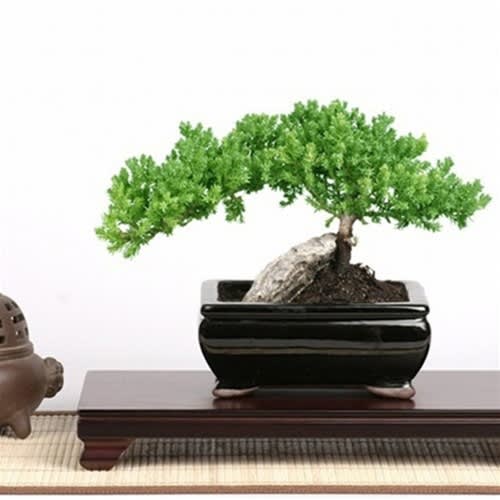 Rock Juniper thumbnail 4