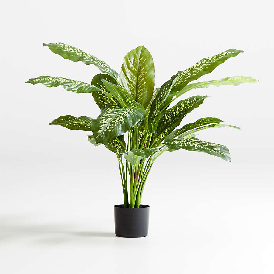 Faux Dieffenbachia Plant thumbnail 2