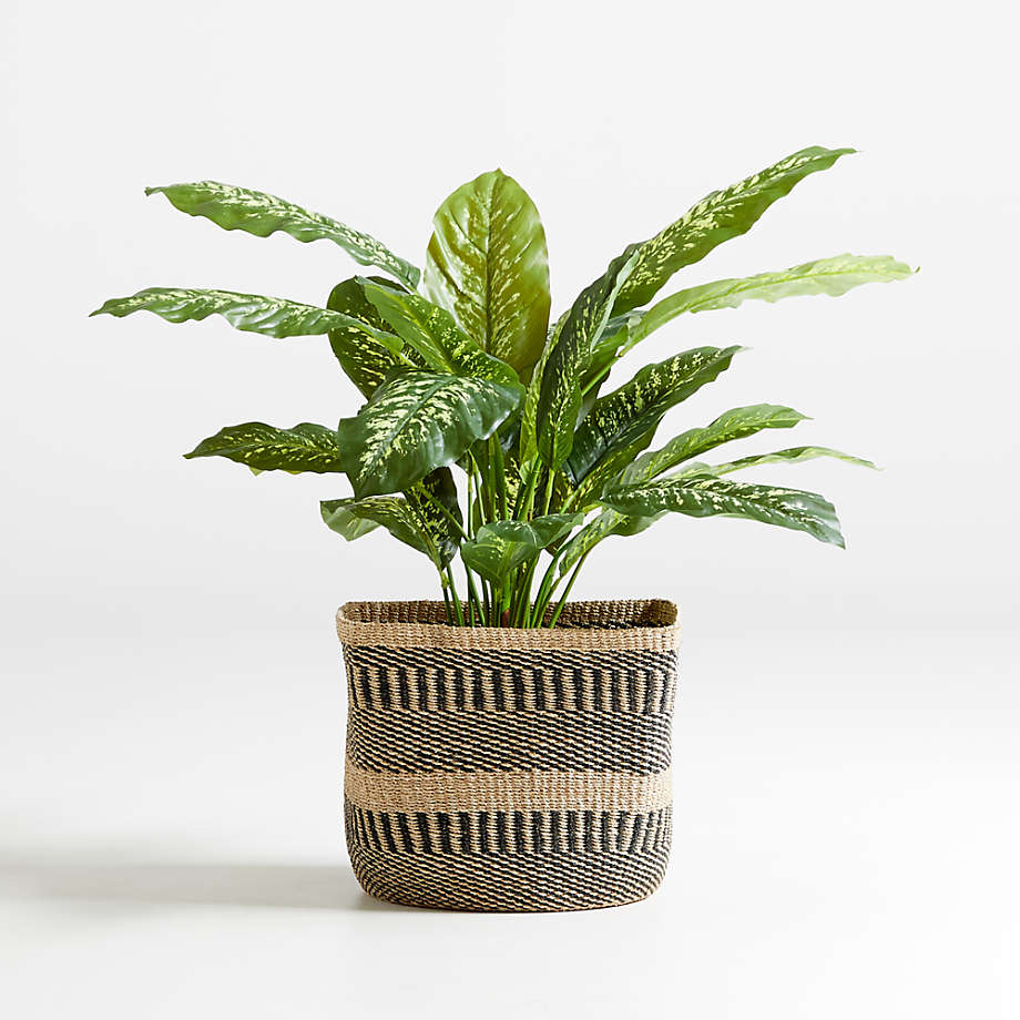 Faux Dieffenbachia Plant thumbnail 3