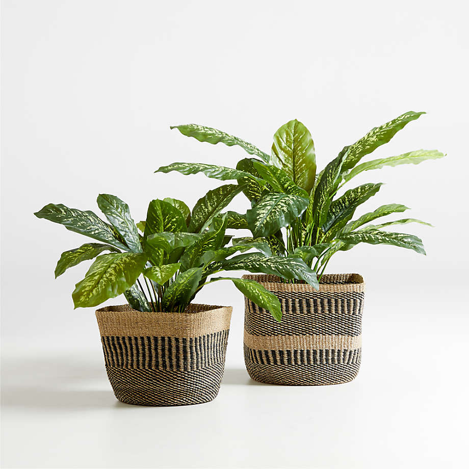 Faux Dieffenbachia Plant thumbnail 4