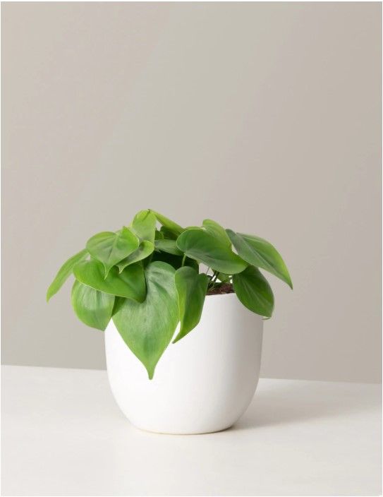 Philodendron Green thumbnail 2
