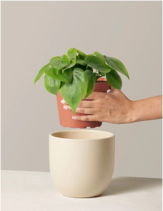 Philodendron Green thumbnail 3