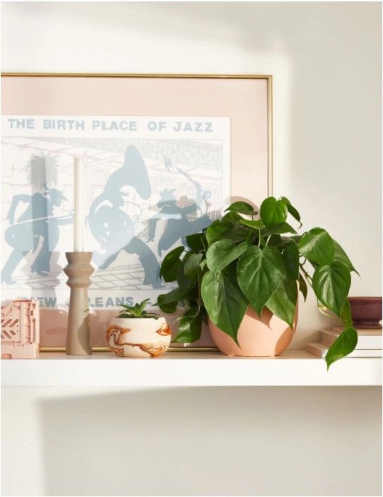 Philodendron Green thumbnail 4