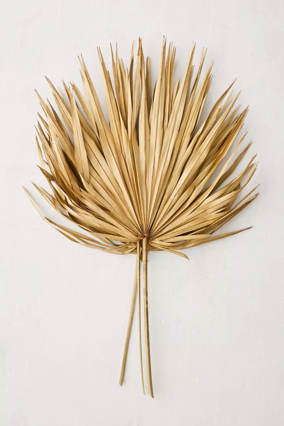 Dried Palmetto Bunch thumbnail 2