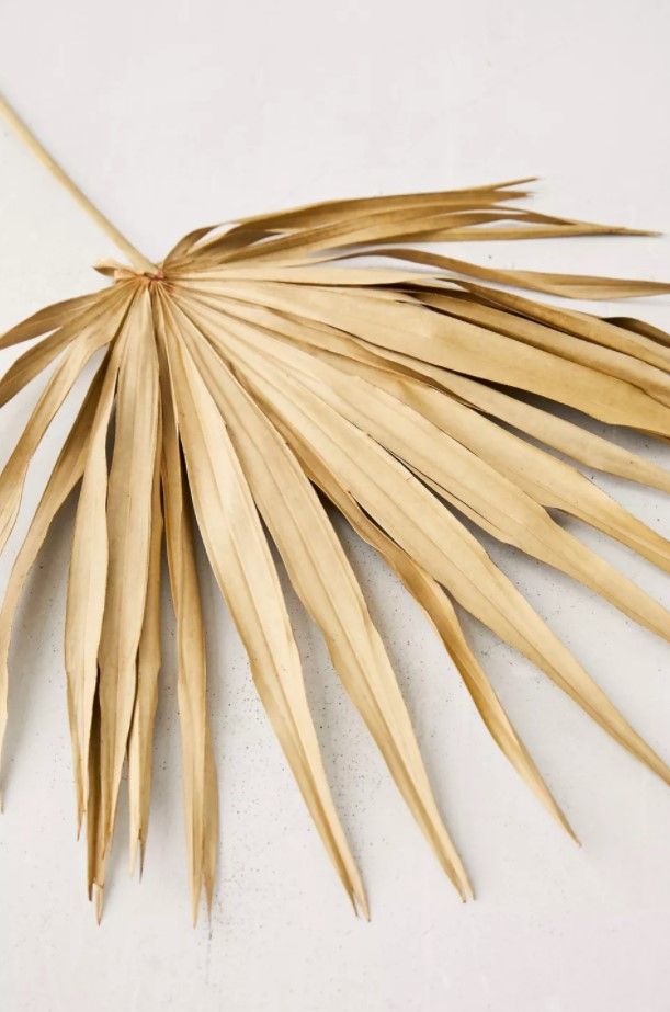 Dried Palmetto Bunch thumbnail 4