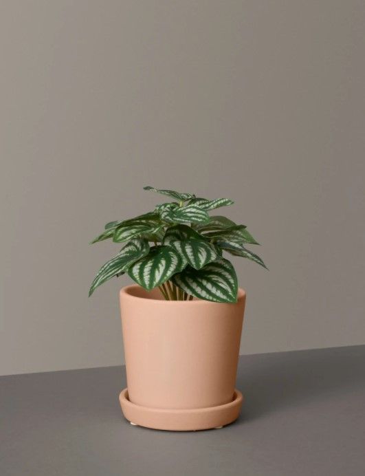 Faux Watermelon Peperomia thumbnail 2