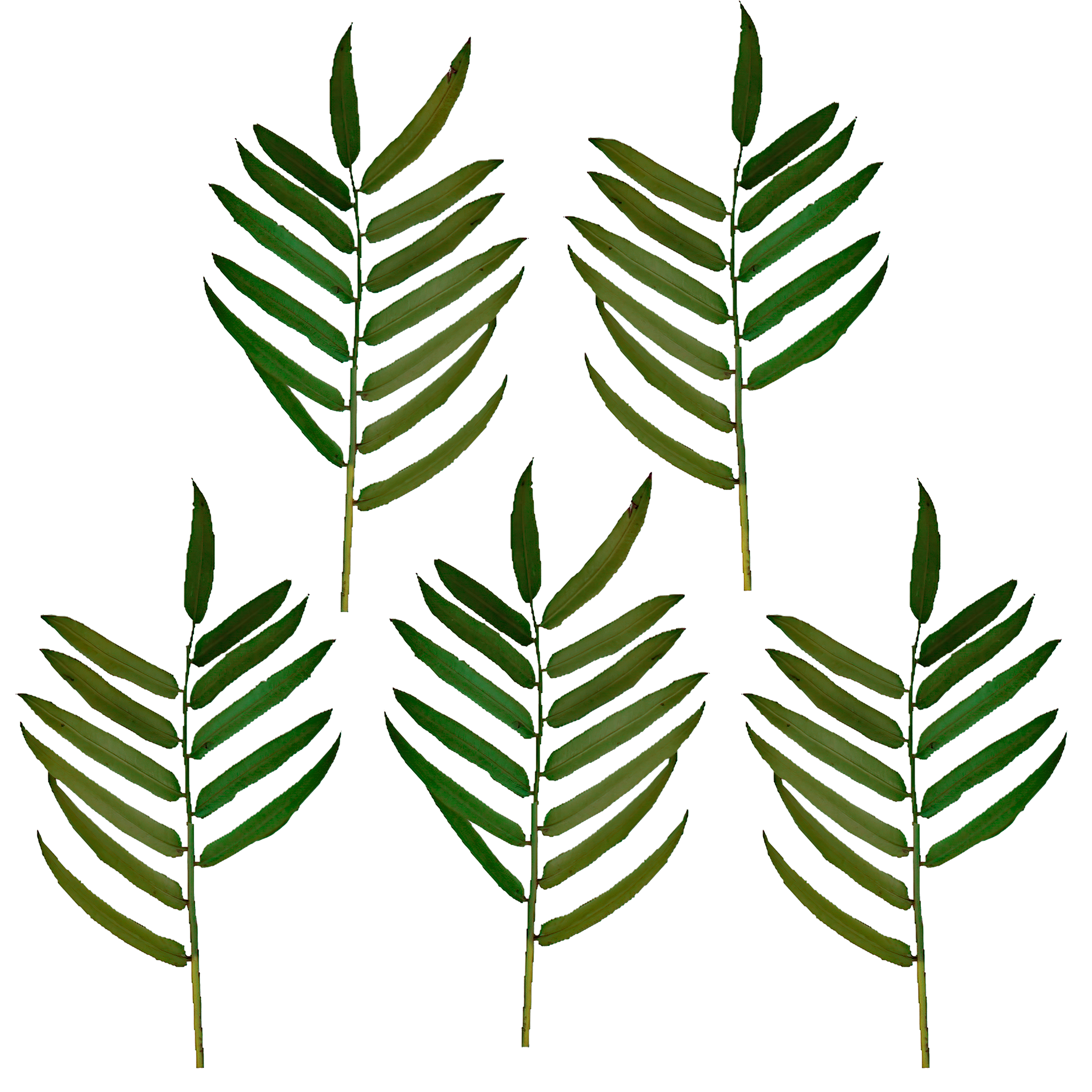 Faux Green Palm Plant Leaf Branch thumbnail 4