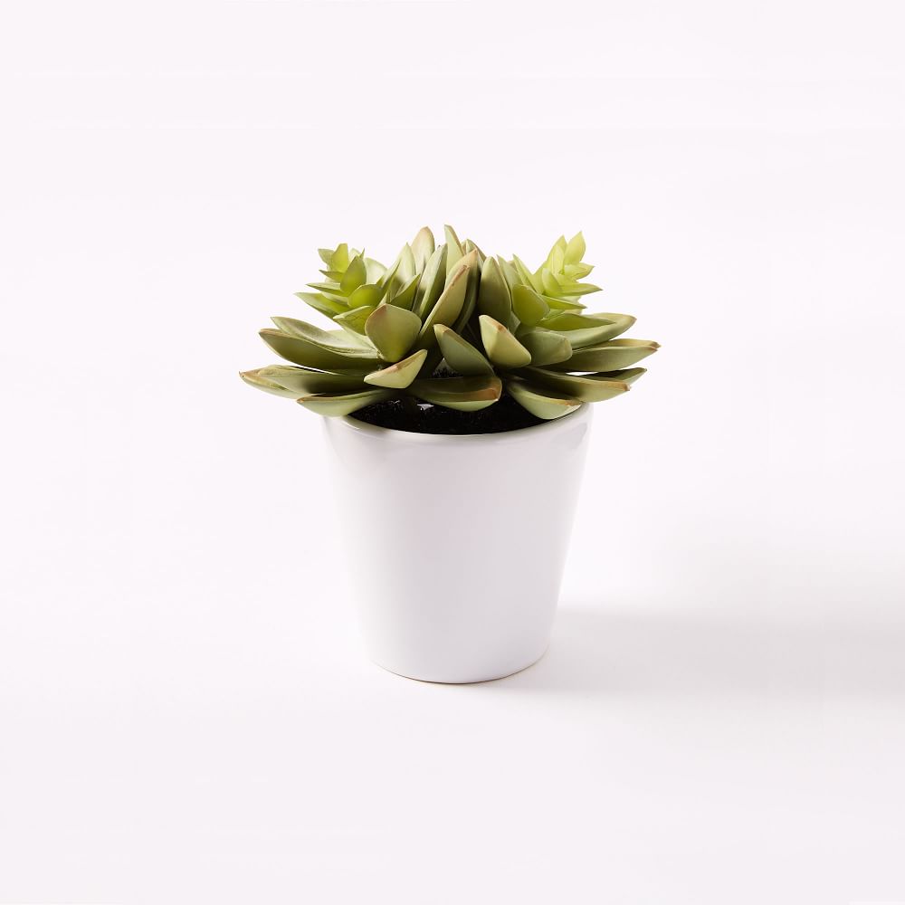 Faux Potted Echeveria Succulent Plant thumbnail 2
