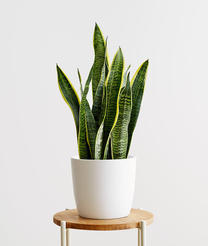 Golden Snake Plant thumbnail 2