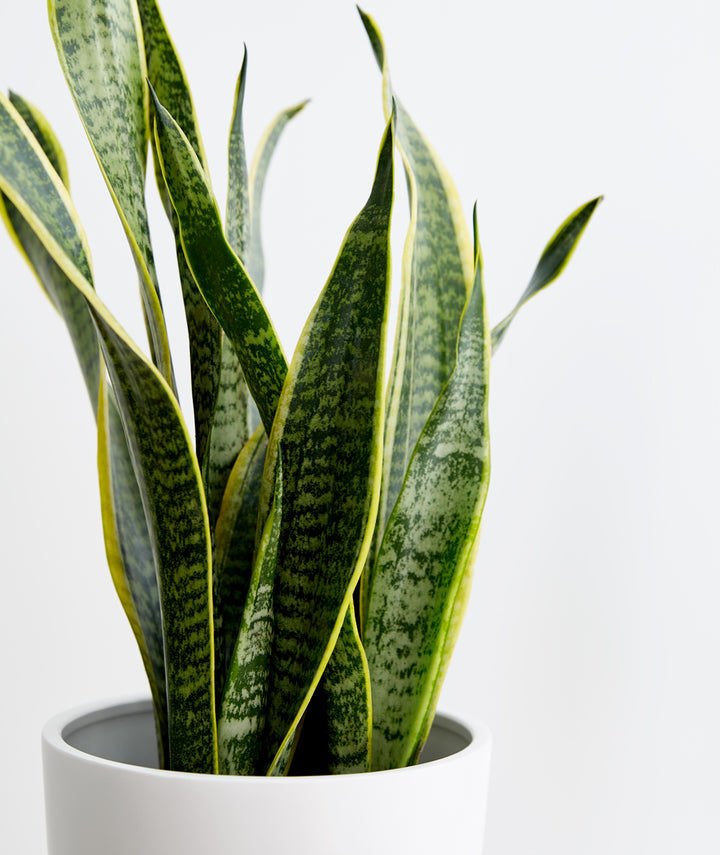 Golden Snake Plant thumbnail 3