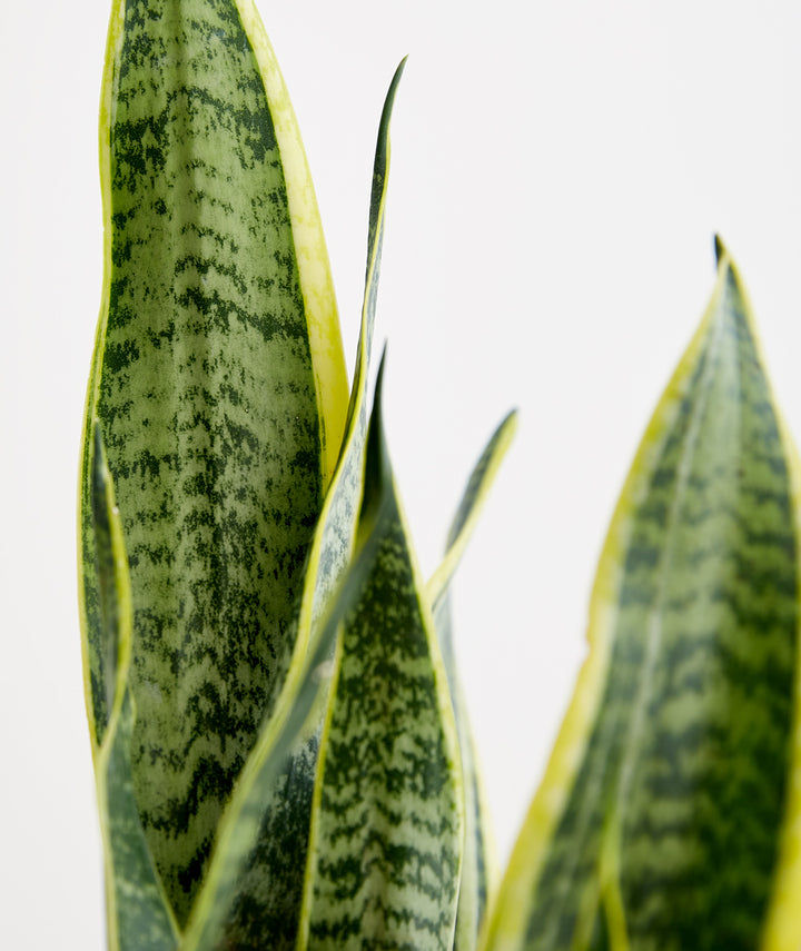 Golden Snake Plant thumbnail 4