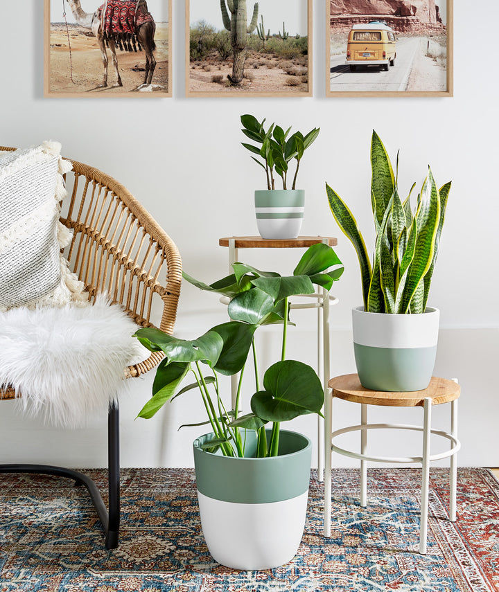 Golden Snake Plant thumbnail 5