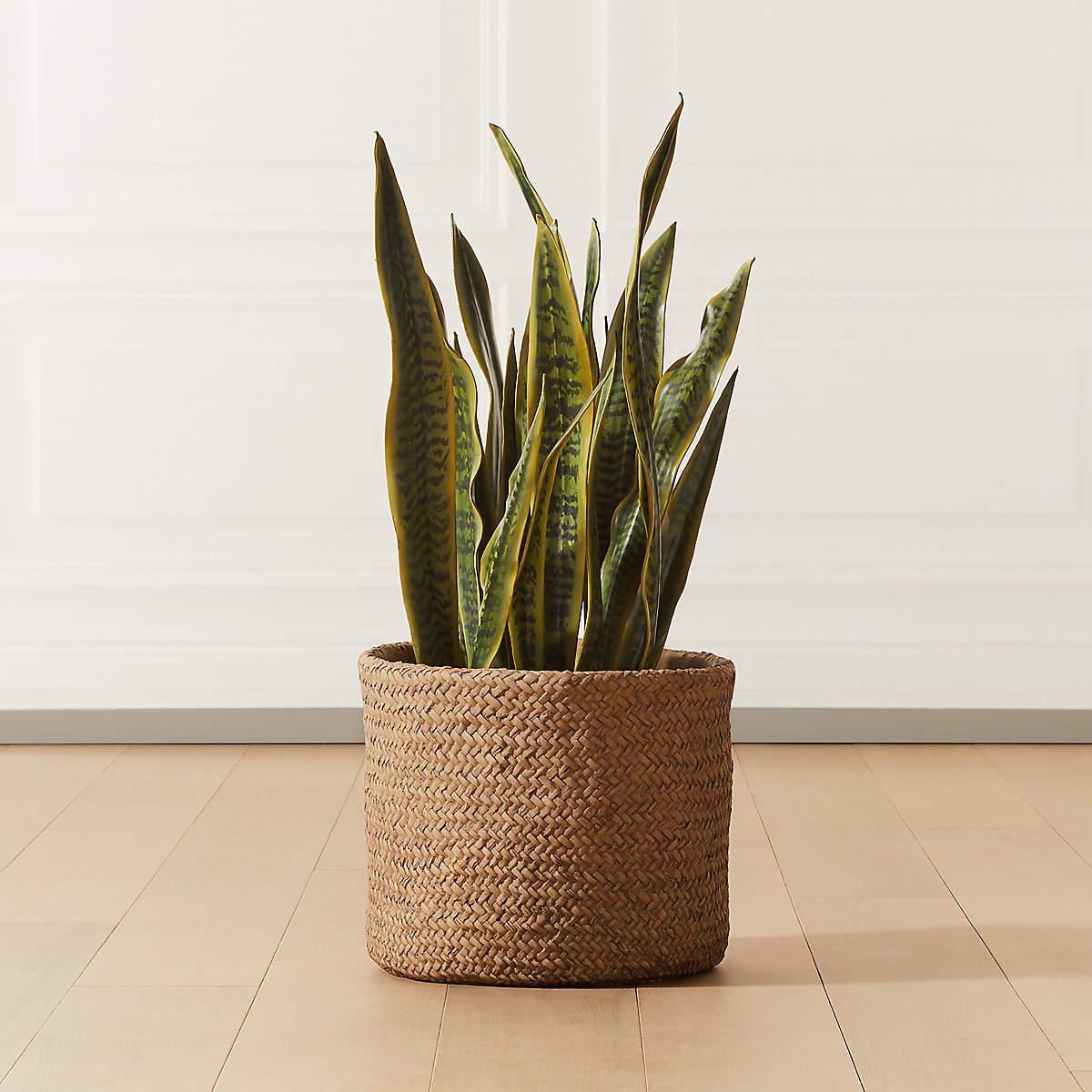 Faux Snake Plant thumbnail 3