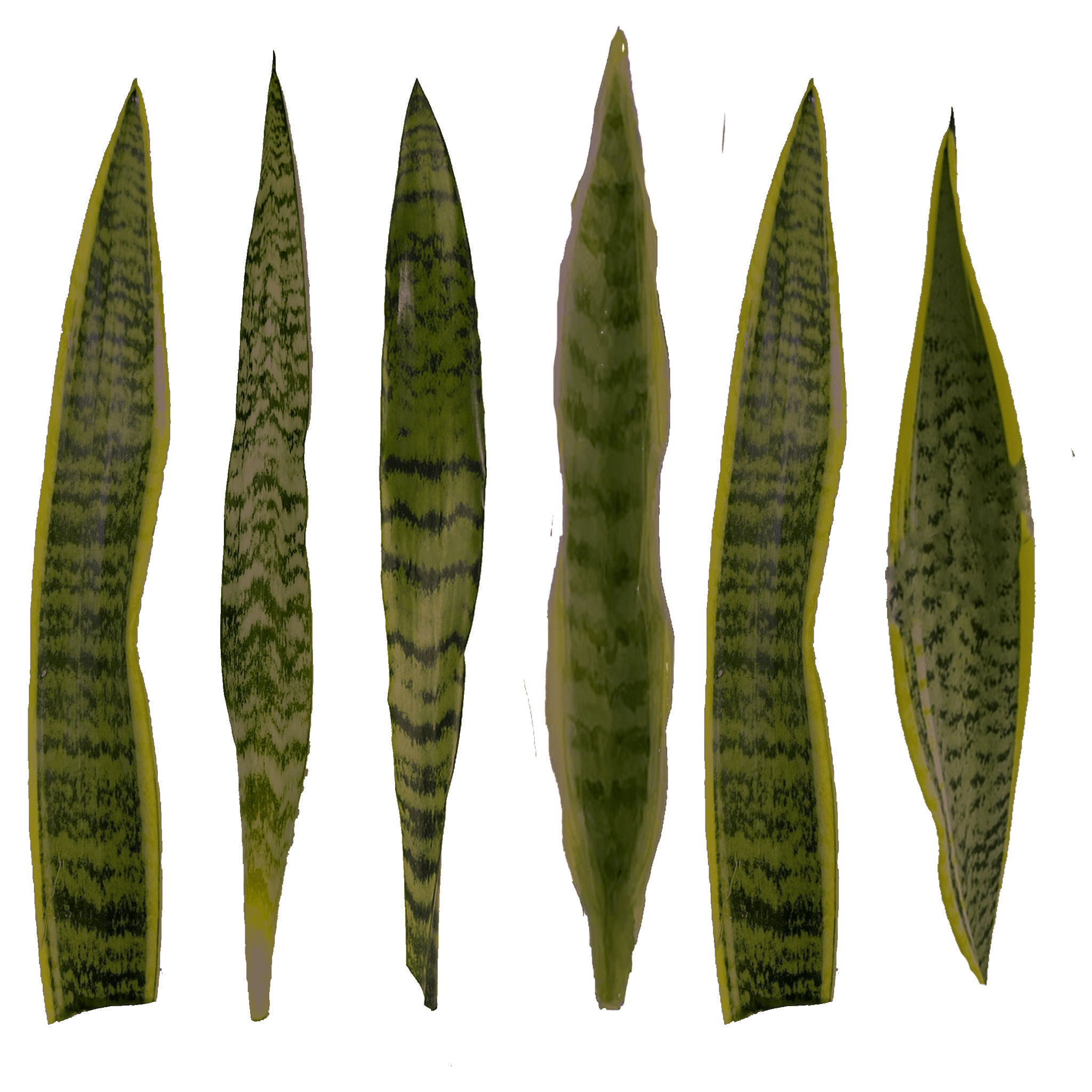 Faux Snake Plant thumbnail 5