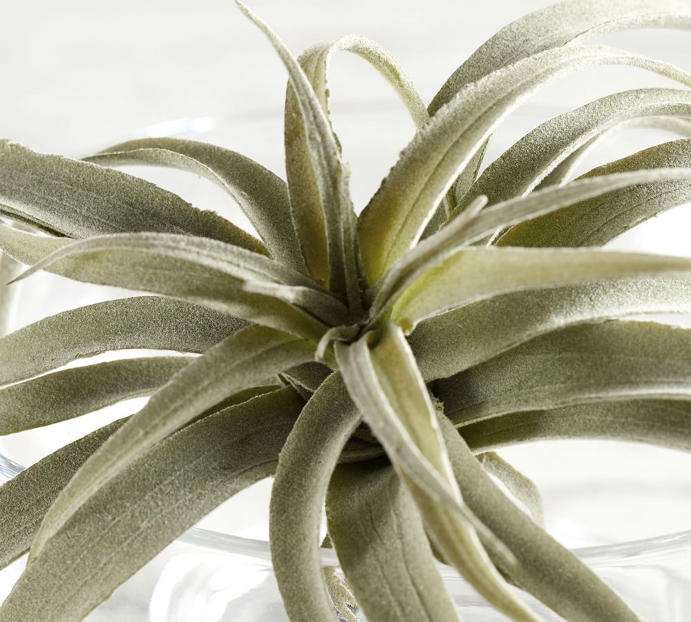 Faux Tillandsia Succulent Stem thumbnail 3