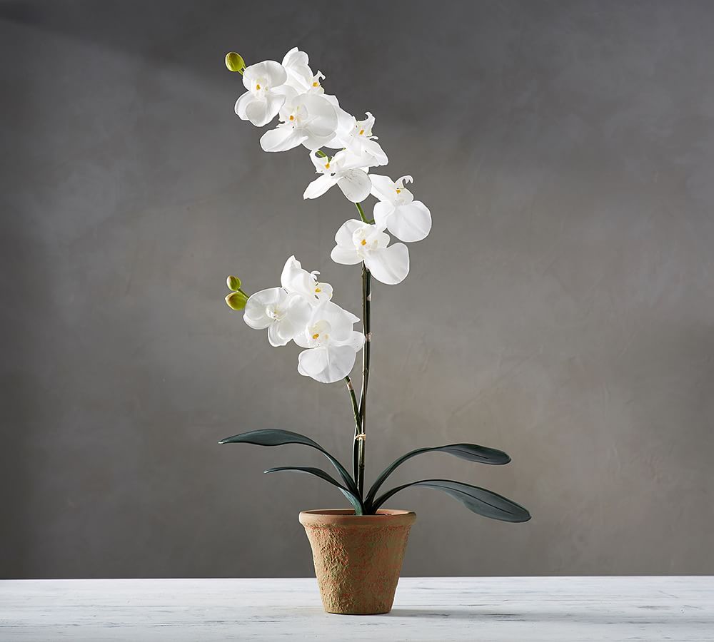 Faux Potted Orchid thumbnail 2