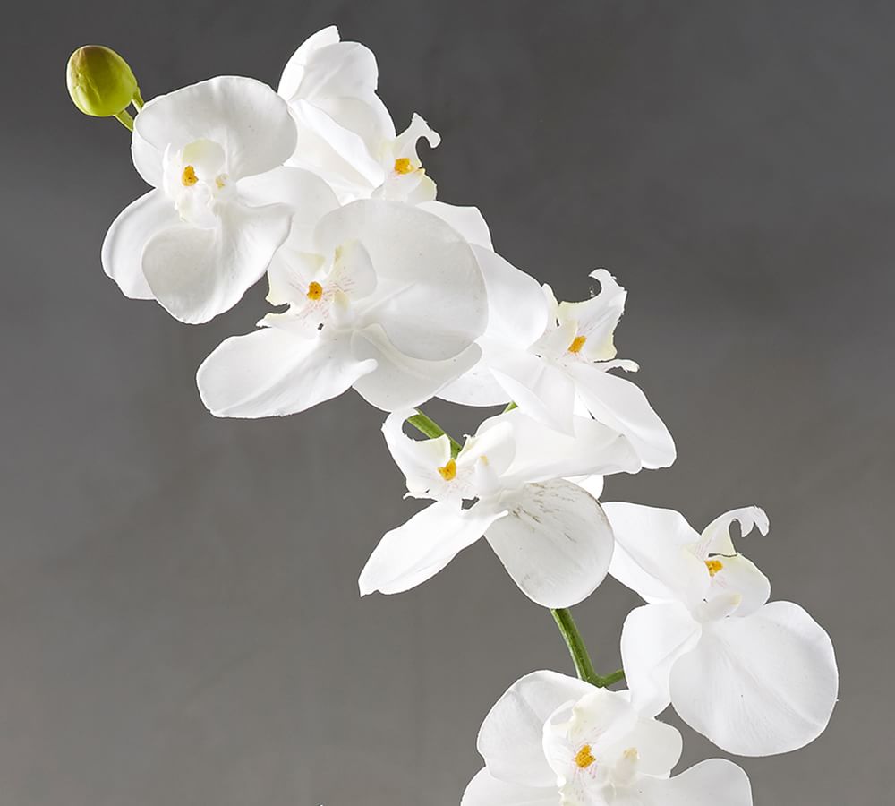 Faux Potted Orchid thumbnail 3