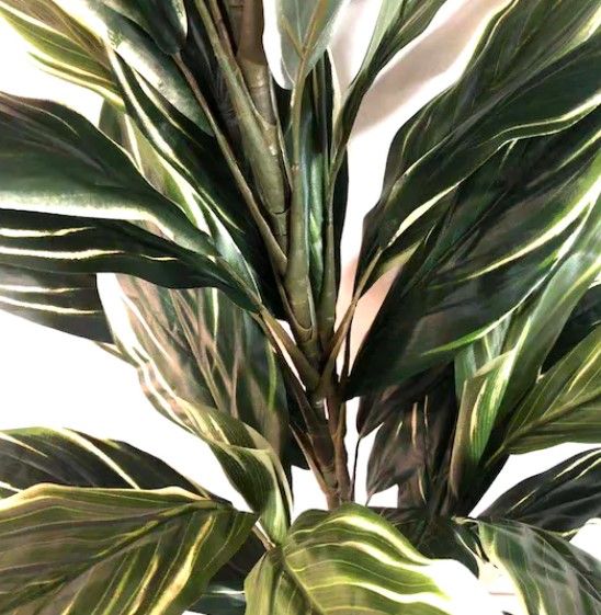 Green and White Potted Cordyline Tree thumbnail 2