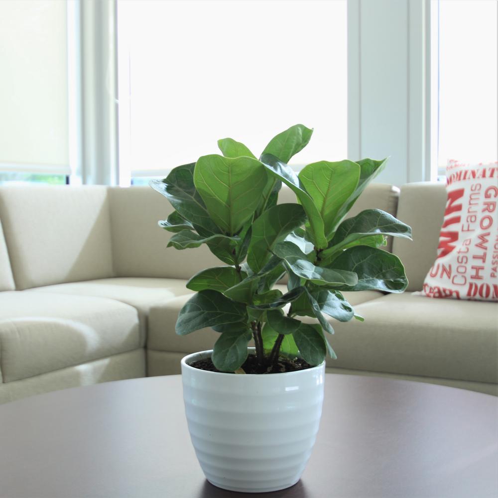 Tropicals Little Fiddle Leaf Ficus Lyrata Plant thumbnail 2