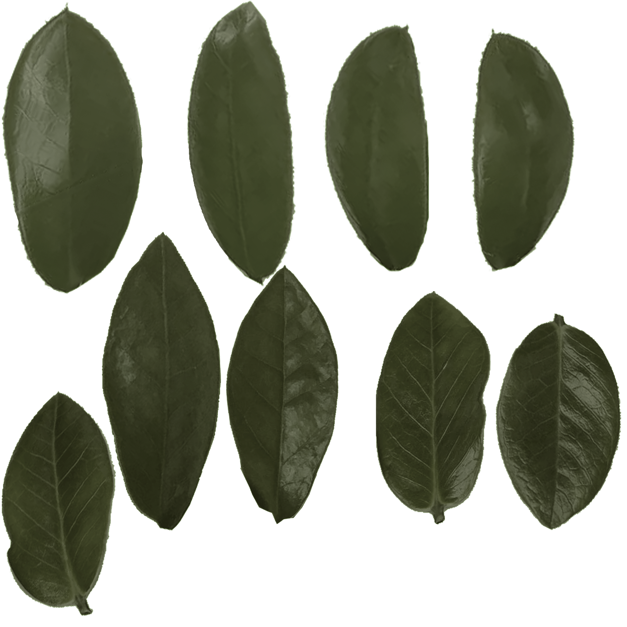 Tropicals Raven ZZ Plant thumbnail 5