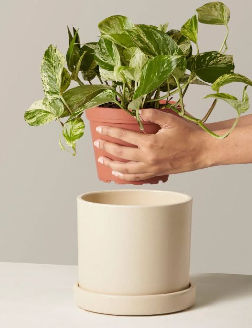 Marble Queen Pothos thumbnail 2
