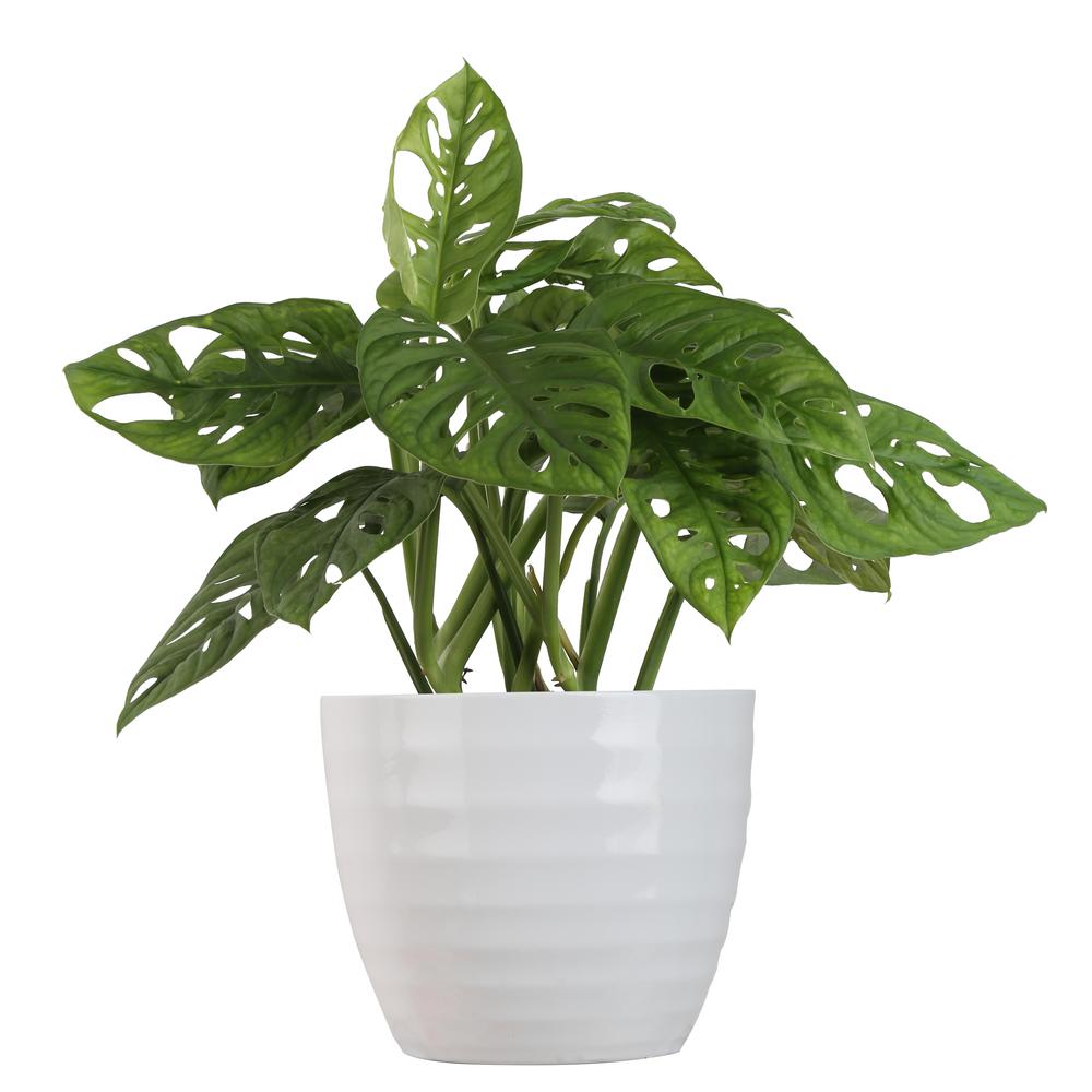 Tropicals Little Swiss Monstera Plant thumbnail 2