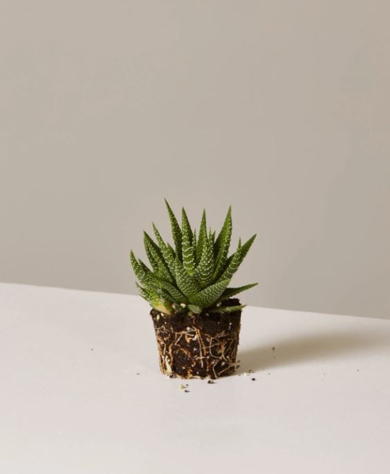 Haworthia thumbnail 2