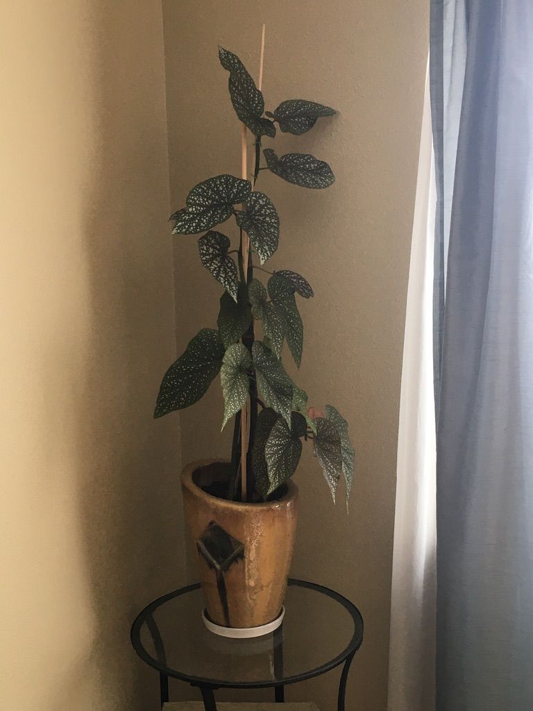 Customer Plant  thumbnail 2