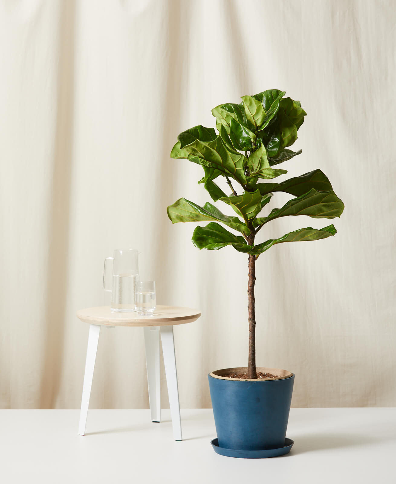 Fiddle Leaf Fig thumbnail 2