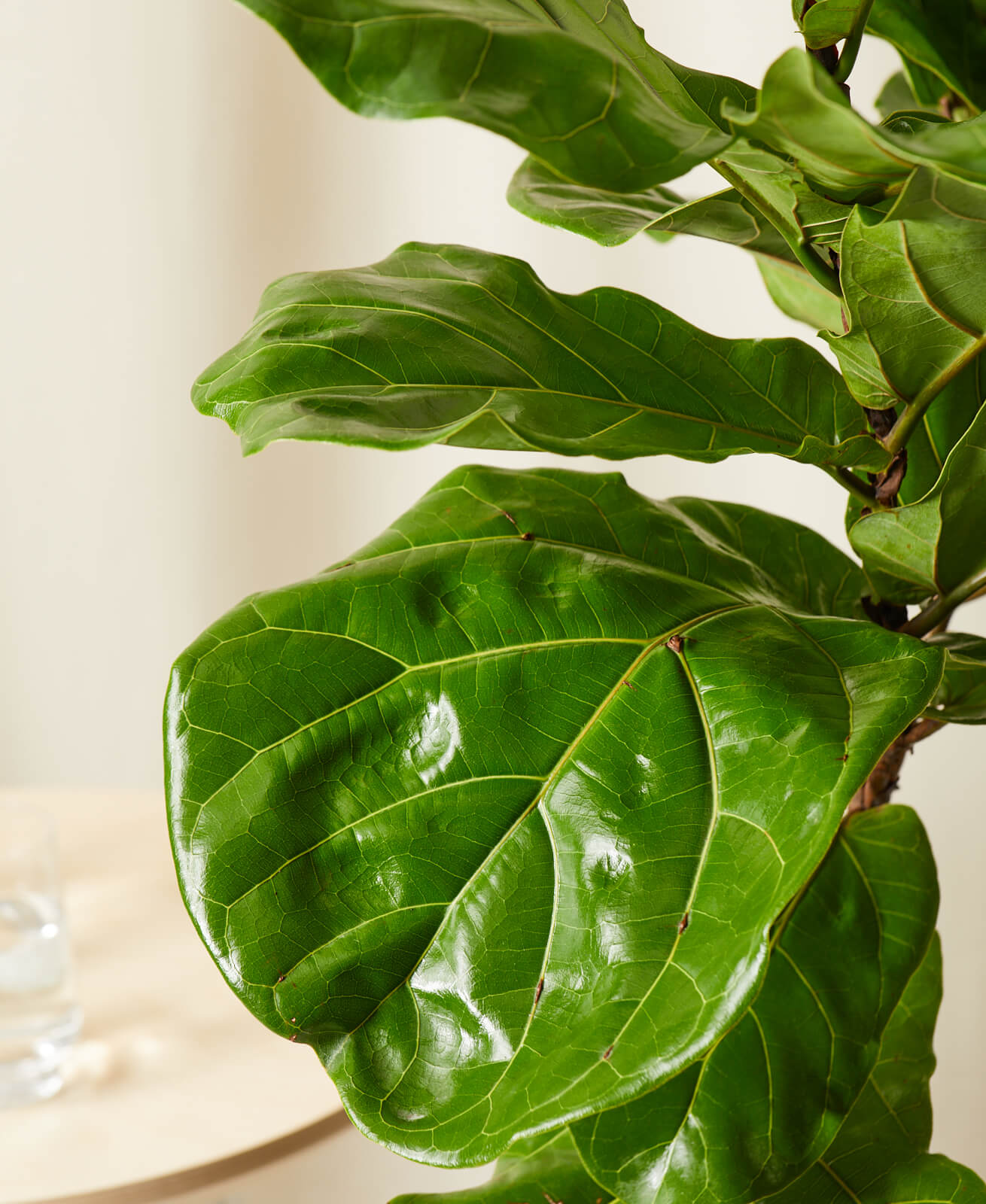 Fiddle Leaf Fig thumbnail 3