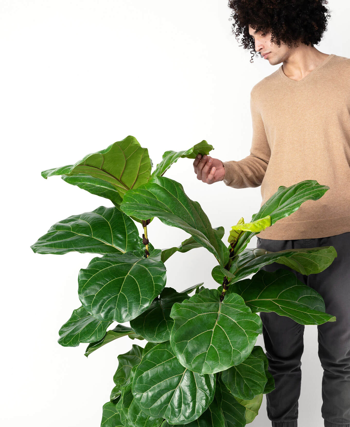 Fiddle Leaf Fig thumbnail 4
