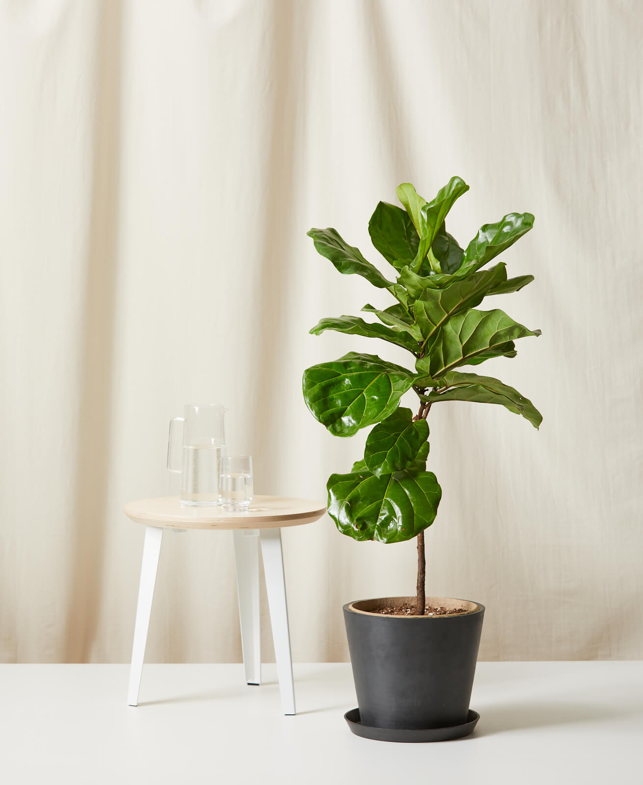Fiddle Leaf Fig thumbnail 5