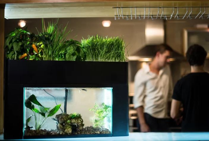 Savala Aquarium Kit thumbnail 2