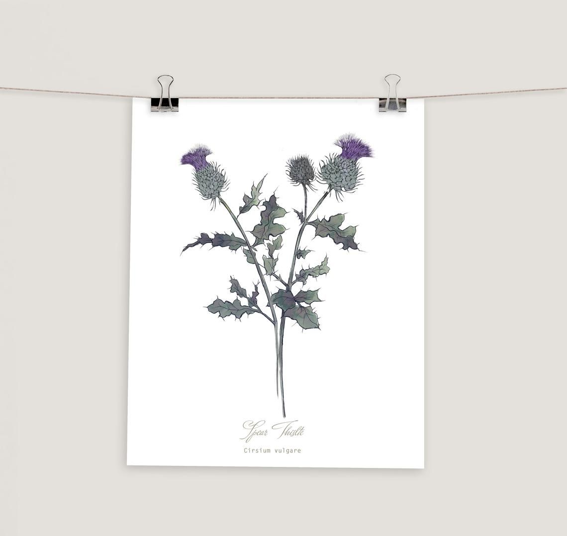 Botanical Thistle Print thumbnail 2
