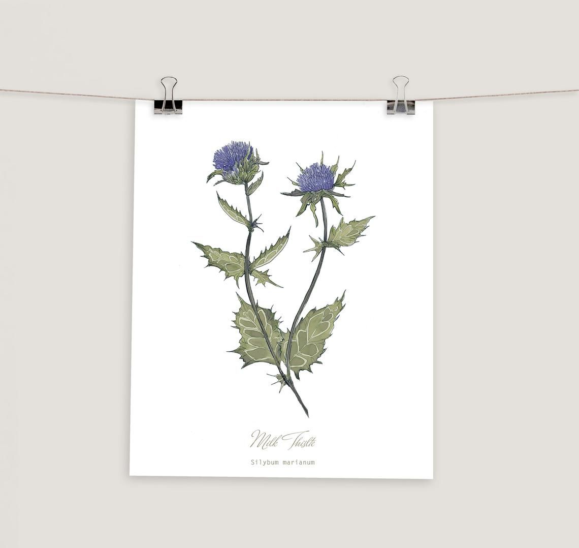 Botanical Thistle Print thumbnail 3