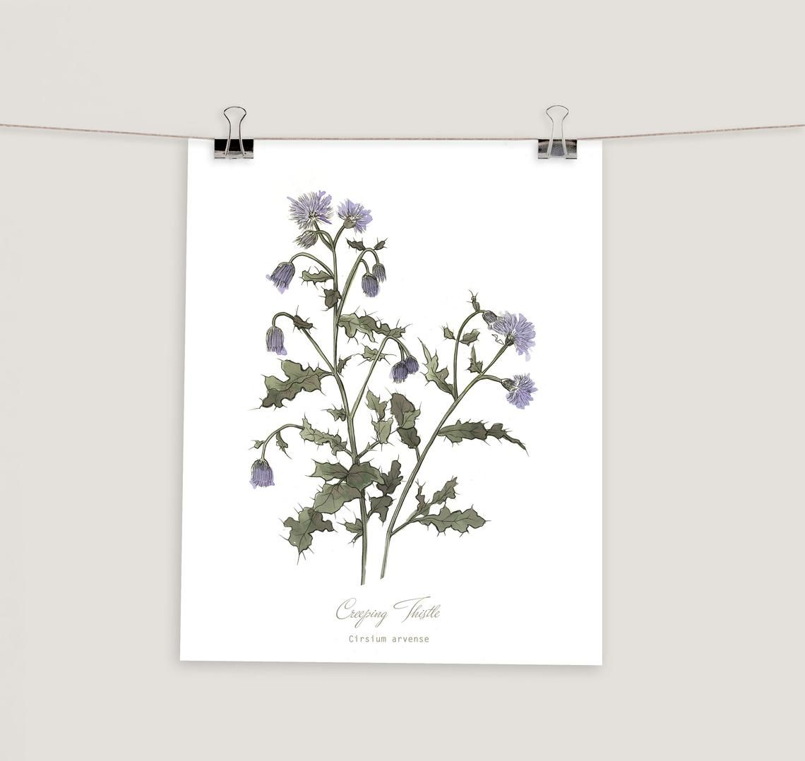 Botanical Thistle Print thumbnail 4
