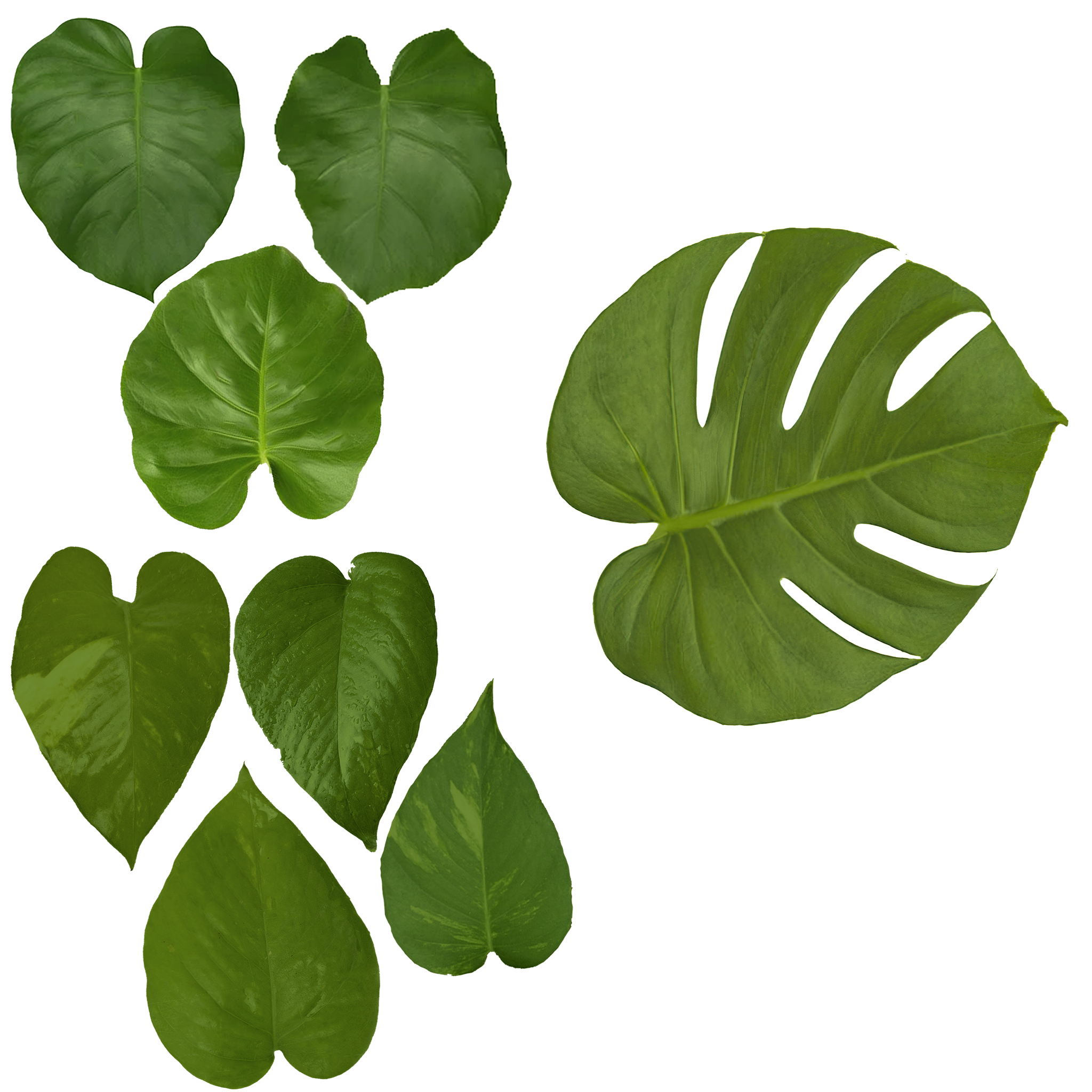Large Monstera Deliciosa thumbnail 5