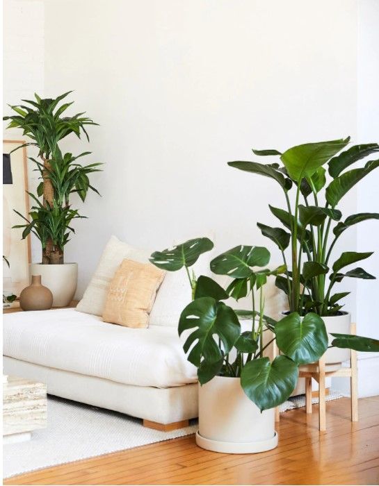 Large Monstera Deliciosa thumbnail 2