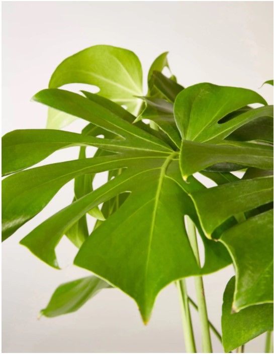 Large Monstera Deliciosa thumbnail 3