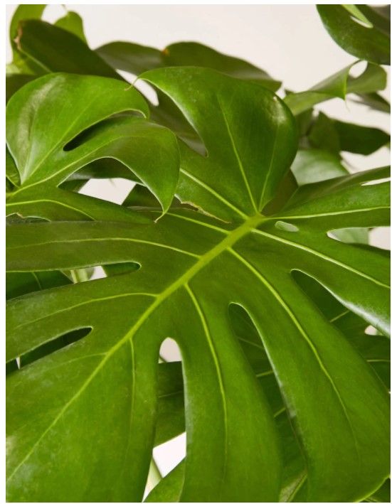 Large Monstera Deliciosa thumbnail 4
