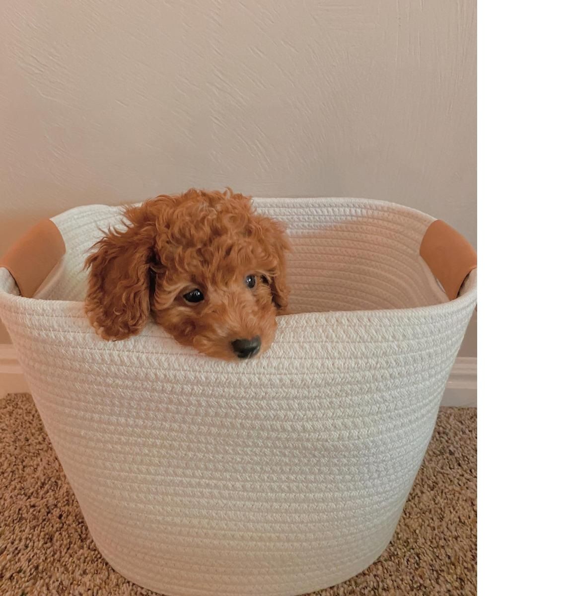 Decorative Coiled Rope Square Base Tapered Basket  thumbnail 4