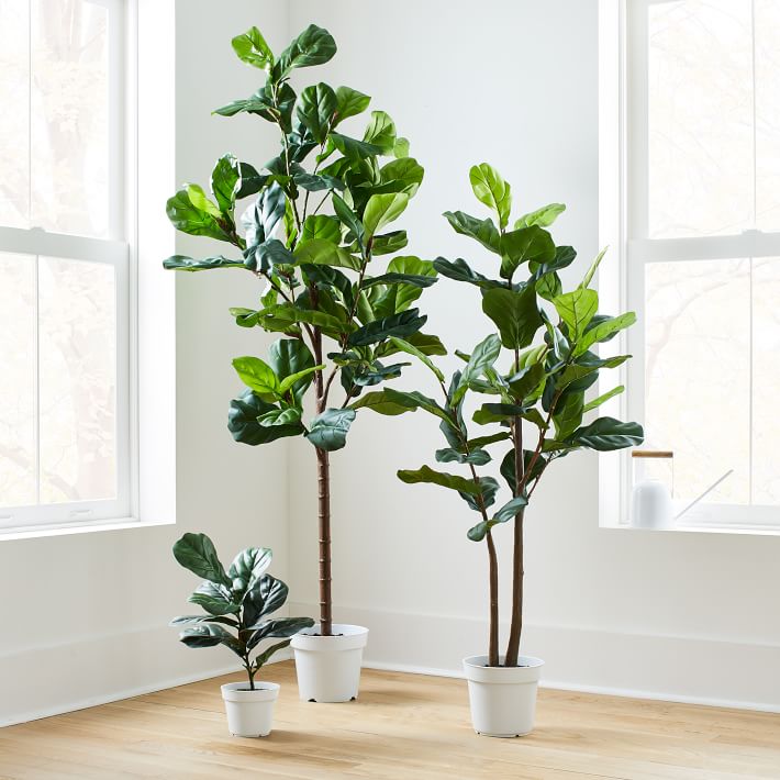 Faux Potted Fiddle Leaf thumbnail 3