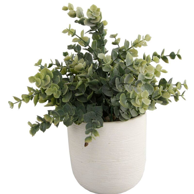 Texture Eucalyptus Plant in Planter thumbnail 2