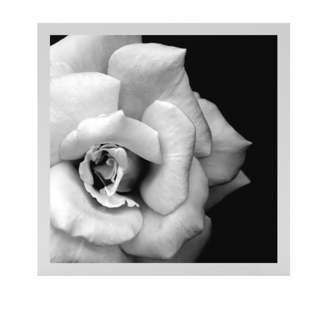 Rose Monochrome Art Print Unframed thumbnail 3
