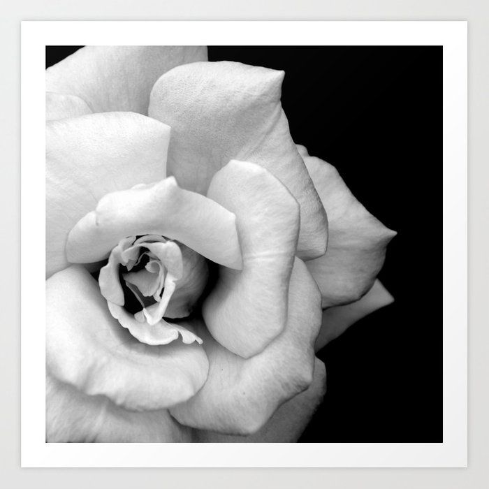 Rose Monochrome Art Print Unframed thumbnail 4