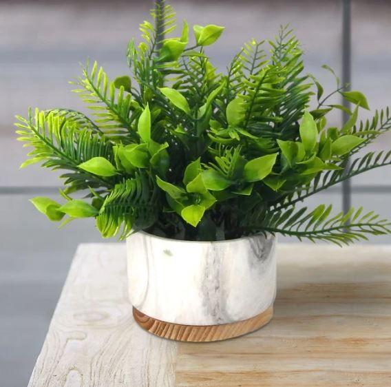 Fern Plant in Pot thumbnail 2