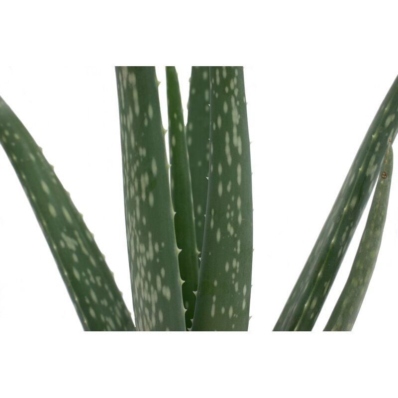 Aloe Succulent in Planter thumbnail 2